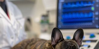 犬傳染性肝炎的症狀與治療