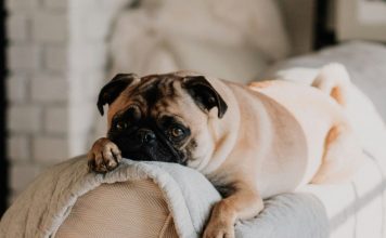 狗狗庫欣氏症的治療與生活管理