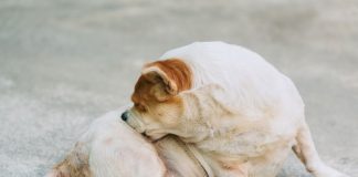 狗狗尿失禁