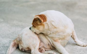 老年犬尿失禁怎麼辦?這些方法能幫助你的毛小孩! 狗狗尿失禁