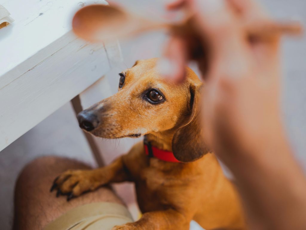 Next Generation Pet Food Program