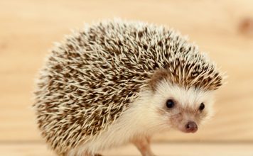從零開始養刺蝟寶寶:刺蝟餵養與照護技巧 從零開始養刺蝟寶寶