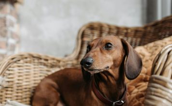 臘腸狗常見健康問題!了解椎間盤突出的3個常見症狀與治療方法,避免癱瘓! 臘腸狗椎間盤突出