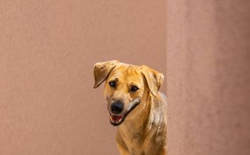 藥物可能影響甲狀腺功能測試