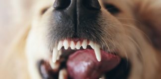 狗狗乳牙發育
