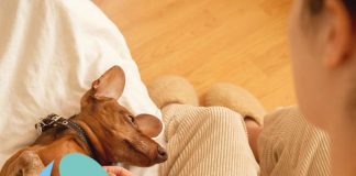 Boehringer Ingelheim acquires Saiba Animal Health