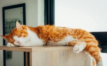 貓咪拉肚子怎麼辦?獸醫建議5種貓咪腹瀉居家應對方法與判斷何時應該就醫治療 貓咪拉肚子怎麼辦?