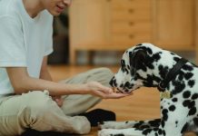 農業部哺乳類寵物飼養與照顧指南