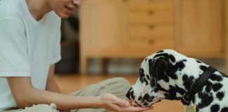 農業部哺乳類寵物飼養與照顧指南