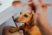 狗狗誤食木糖醇中毒