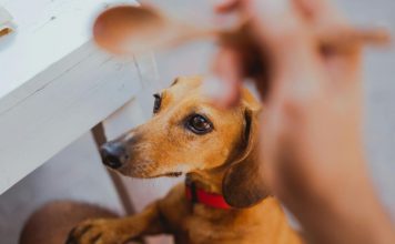狗狗誤食木糖醇中毒