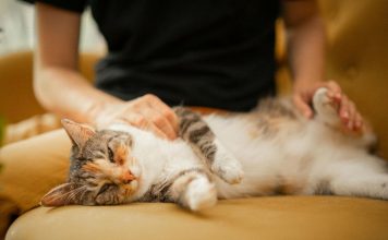 什麼是貓咪乳腺瘤?乳腺瘤的早期症狀與預防措施 貓咪乳腺瘤