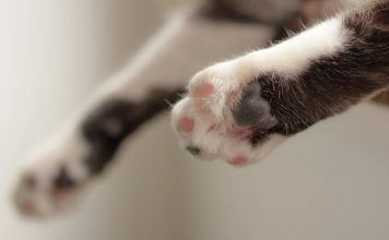 貓咪骨關節炎飲食建議