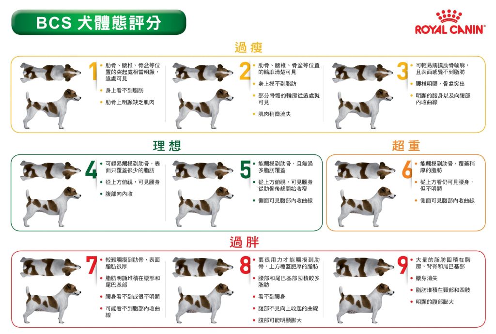 BCS (Body Condition Score) 犬體態評分表 (圖片來源：法國皇家)