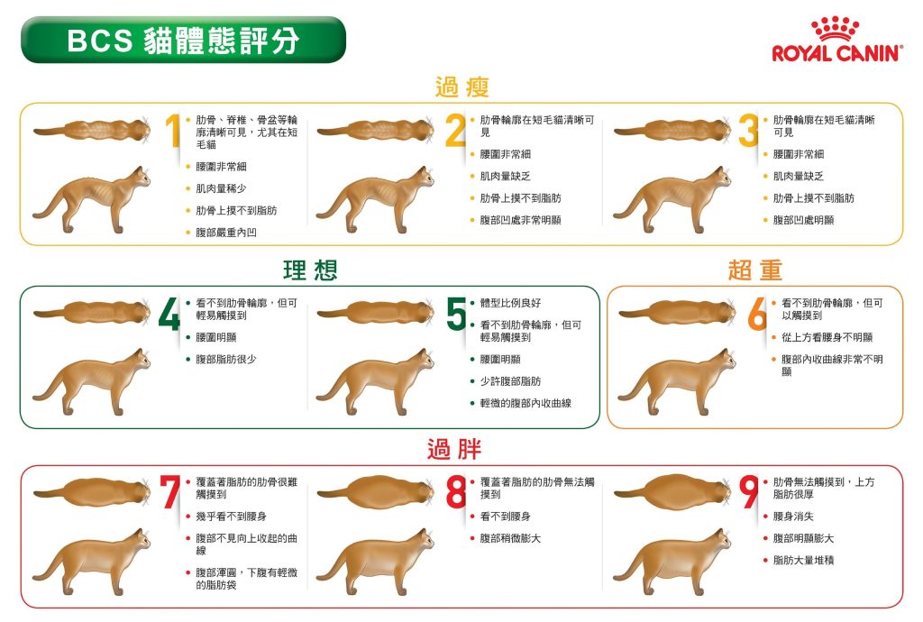 BCS (Body Condition Score) 貓體態評分表 (圖片來源：法國皇家)