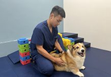 品種貓犬因基因變異導致體內賀爾蒙分泌失調或新陳代謝較慢，脂肪囤積容易，天生就有較高的肥胖風險 (圖片來源：小王子動物醫院)