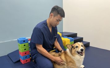 品種貓犬因基因變異導致體內賀爾蒙分泌失調或新陳代謝較慢，脂肪囤積容易，天生就有較高的肥胖風險 (圖片來源：小王子動物醫院)
