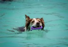 Dog Pool Safety