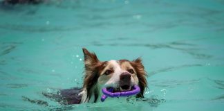 Dog Pool Safety