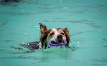 Dog Pool Safety