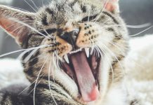 Feline Chronic Gingivostomatitis