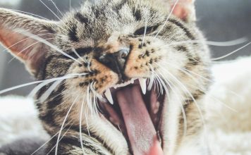 貓咪口臭與口腔出血,當心罹患齦口炎!貓咪齦口炎的常見症狀與治療方法 Feline Chronic Gingivostomatitis