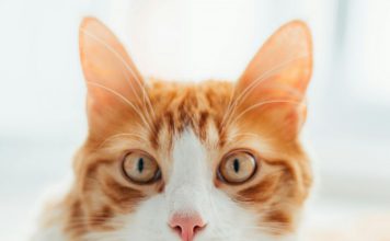 Otitis Externa in Cats