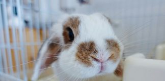 Rabbit Hemorrhagic Disease