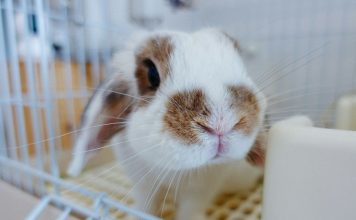 Rabbit Hemorrhagic Disease