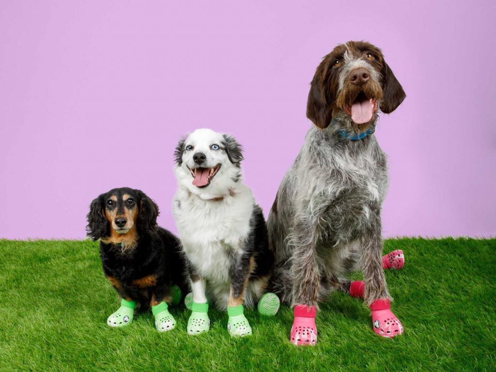 There are now Crocs for your dog