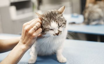 Hepatozoon felis infection in cat