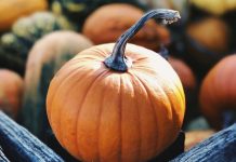 can cat eat pumpkin