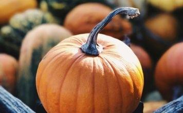 貓咪可以吃南瓜嗎?掌握正確餵食技巧避免腸胃不適 can cat eat pumpkin