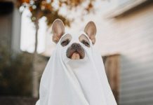 Dangerous Halloween Candies for Dogs