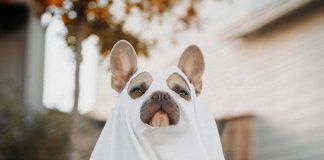 Dangerous Halloween Candies for Dogs
