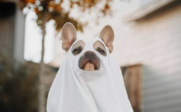 Dangerous Halloween Candies for Dogs