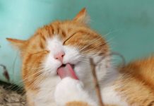 hairballs-in-cats