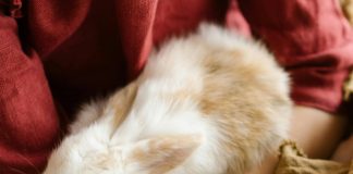 how to trim rabbit’s nails