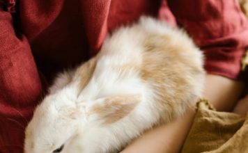 how to trim rabbit’s nails