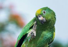 psittacine-beak-and-feather-disease