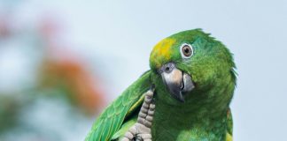 psittacine-beak-and-feather-disease