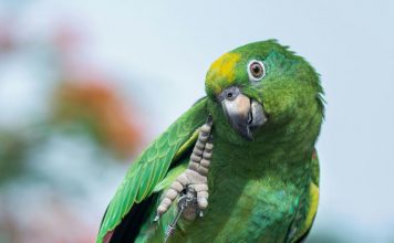 psittacine-beak-and-feather-disease