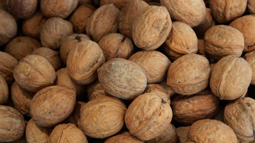 寵物誤食夏威夷豆macadamia nuts