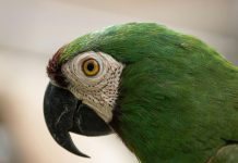 New Taipei Promotes Exotic Pet Care Guidelines