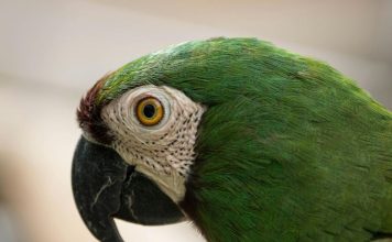 新北動保處推動非犬貓寵物飼養指引,寵物鳥全面配戴腳環 New Taipei Promotes Exotic Pet Care Guidelines