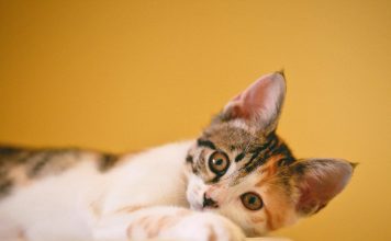 Feline blood donation