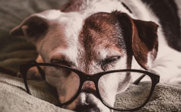 改善寵物關節炎疼痛的創新療法:抗神經生長因子抗體(NGF)對狗與貓的生活品質影響 anti-NGF mAb improve quality of life dogs and cats with osteoarthritis