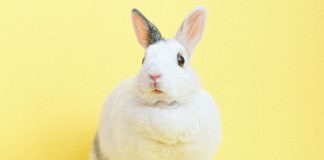 Nutrition of Rabbits