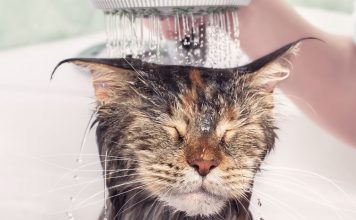 為何貓咪不喜歡淋濕卻愛玩水?專家解釋貓咪不愛洗澡的原因 Do cats really hate water?