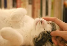 cat-head-bunt